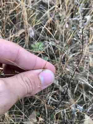 Seaside three-awn(Aristida tuberculosa)