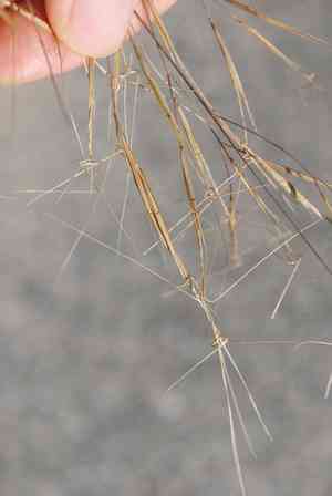Seaside three-awn(Aristida tuberculosa)