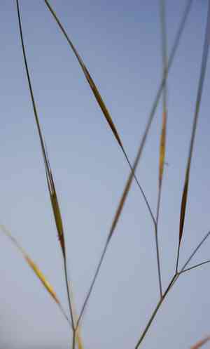 Seaside three-awn(Aristida tuberculosa)