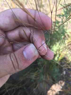 Seaside three-awn(Aristida tuberculosa)