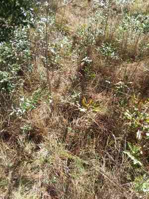 Wand-like threeawn(Aristida virgata)