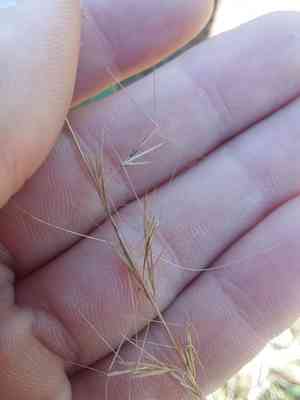 Wand-like threeawn(Aristida virgata)
