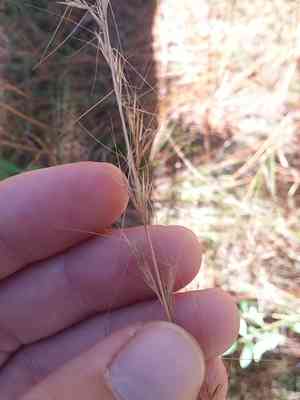 Wand-like threeawn(Aristida virgata)
