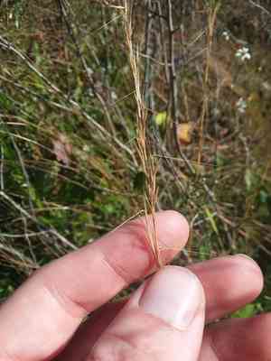Wand-like threeawn(Aristida virgata)