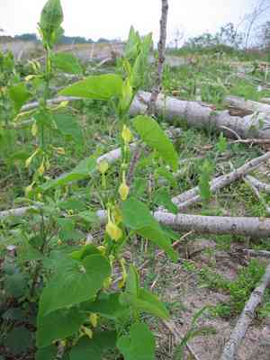 Birthwort(Aristolochia clematitis)