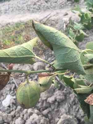 Birthwort(Aristolochia clematitis)