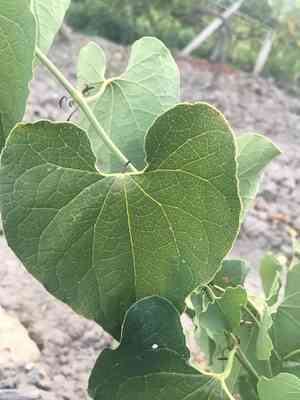 Birthwort(Aristolochia clematitis)