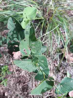 Birthwort(Aristolochia clematitis)