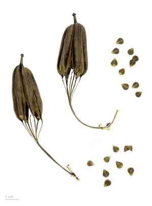 Elegant dutchman's pipe(Aristolochia elegans)