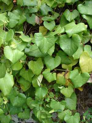 Elegant dutchman's pipe(Aristolochia elegans)