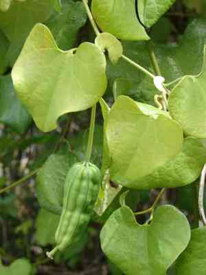 Elegant dutchman's pipe(Aristolochia elegans)