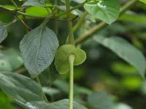 Mottled dutchman's pipe(Aristolochia labiata)