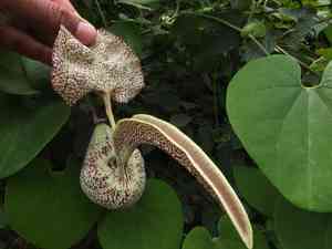 Mottled dutchman's pipe(Aristolochia labiata)