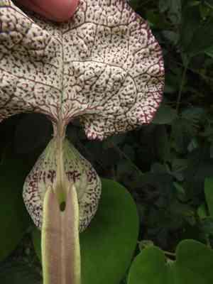 Mottled dutchman's pipe(Aristolochia labiata)