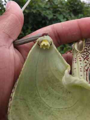 Mottled dutchman's pipe(Aristolochia labiata)