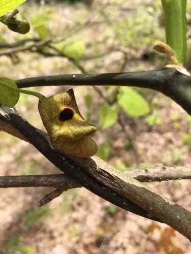 Dutchman's pipe(Aristolochia macrophylla)