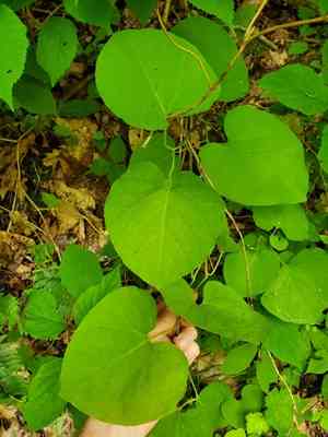Dutchman's pipe(Aristolochia macrophylla)