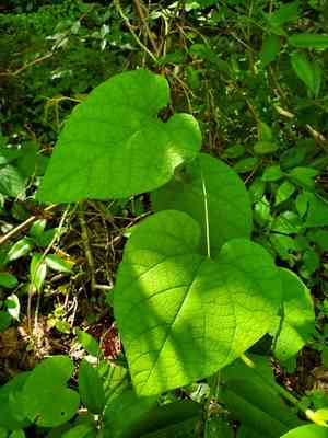 Dutchman's pipe(Aristolochia macrophylla)