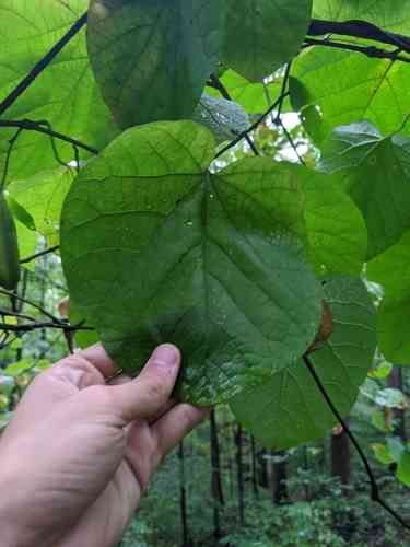 Dutchman's pipe(Aristolochia macrophylla)