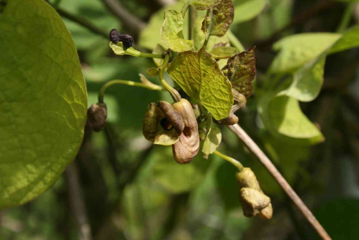 Dutchman's pipe(Aristolochia macrophylla)