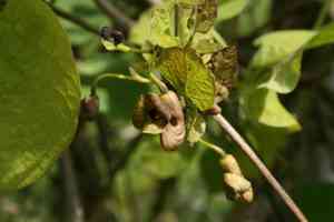 Dutchman's pipe(Aristolochia macrophylla)