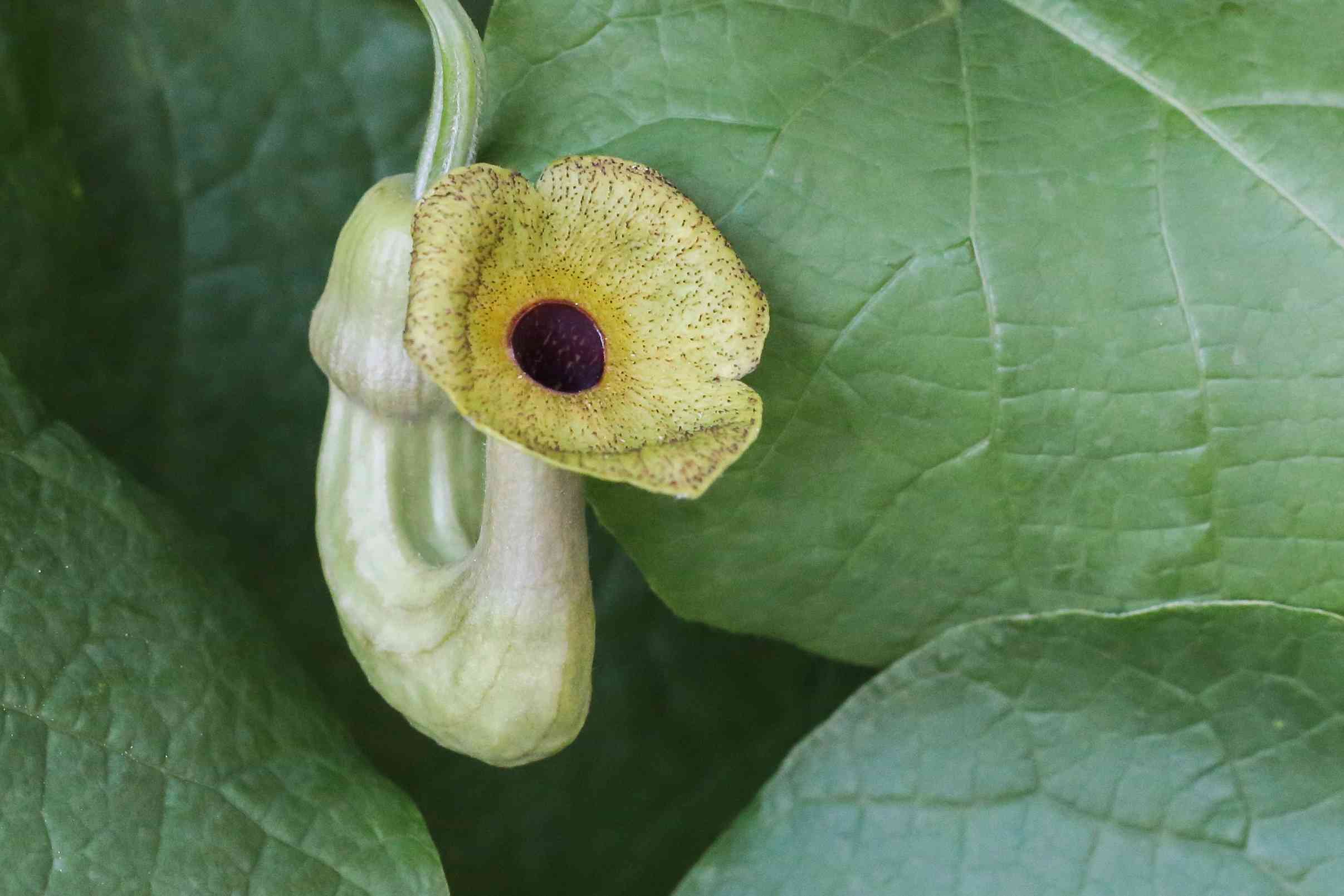 Dutchman's pipe(Aristolochia macrophylla)