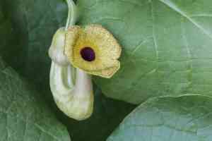 Dutchman's pipe(Aristolochia macrophylla)