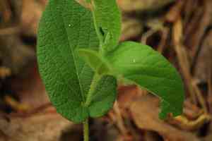 Texas dutchman's pipe(Aristolochia reticulata)