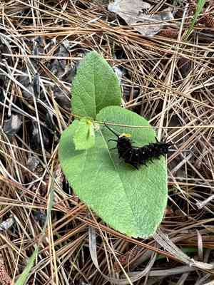 Texas dutchman's pipe(Aristolochia reticulata)