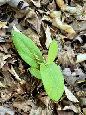 Texas dutchman's pipe(Aristolochia reticulata)