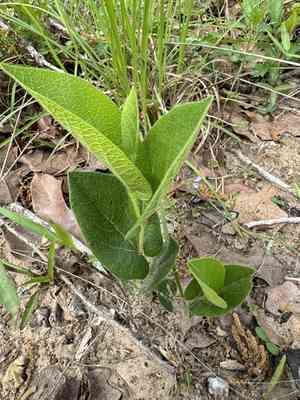 Texas dutchman's pipe(Aristolochia reticulata)