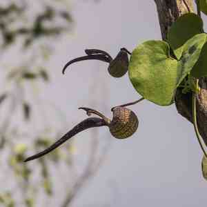 Gaping dutchman's pipe(Aristolochia ringens)