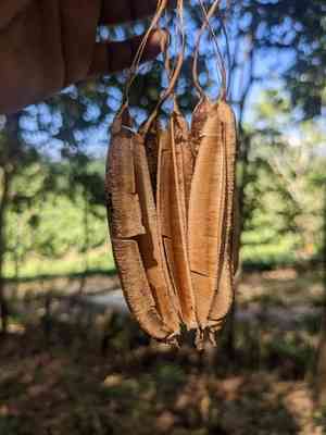 Gaping dutchman's pipe(Aristolochia ringens)
