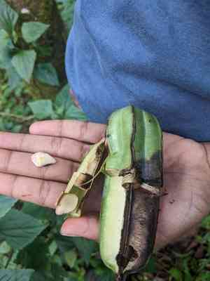Gaping dutchman's pipe(Aristolochia ringens)