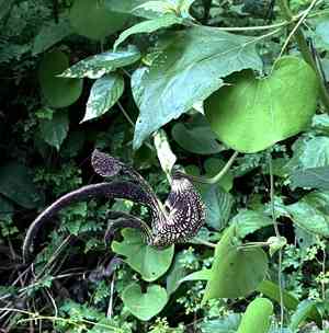 Gaping dutchman's pipe(Aristolochia ringens)