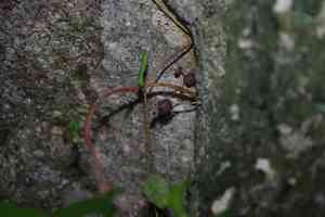 Virginia snakeroot(Aristolochia serpentaria)
