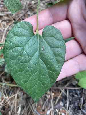 Virginia snakeroot(Aristolochia serpentaria)