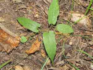 Virginia snakeroot(Aristolochia serpentaria)