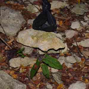 Virginia snakeroot(Aristolochia serpentaria)