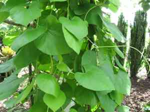 Woolly dutchman's pipe(Aristolochia tomentosa)
