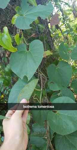 Woolly dutchman's pipe(Aristolochia tomentosa)
