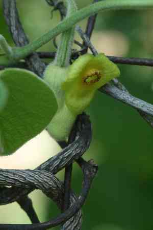 Woolly dutchman's pipe(Aristolochia tomentosa)