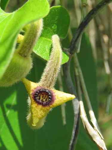 Woolly dutchman's pipe(Aristolochia tomentosa)
