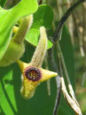 Woolly dutchman's pipe(Aristolochia tomentosa)