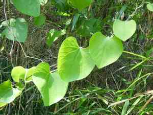 Woolly dutchman's pipe(Aristolochia tomentosa)