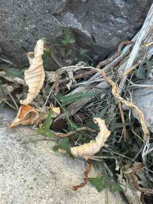 Watson's dutchman's pipe(Aristolochia watsonii)