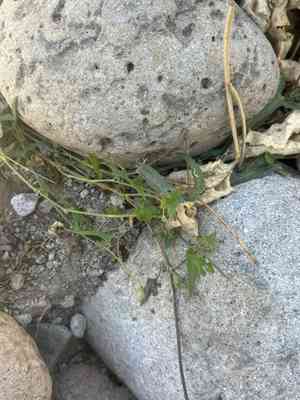 Watson's dutchman's pipe(Aristolochia watsonii)