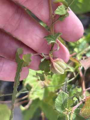 Watson's dutchman's pipe(Aristolochia watsonii)