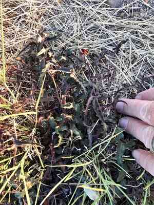 Watson's dutchman's pipe(Aristolochia watsonii)