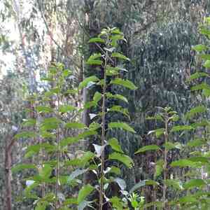 Maquei(Aristotelia chilensis)